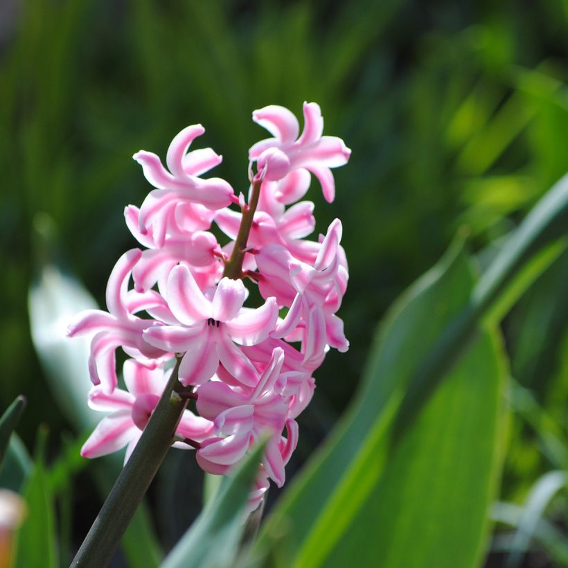 Jacinthe Pink Pearl (Floraison)