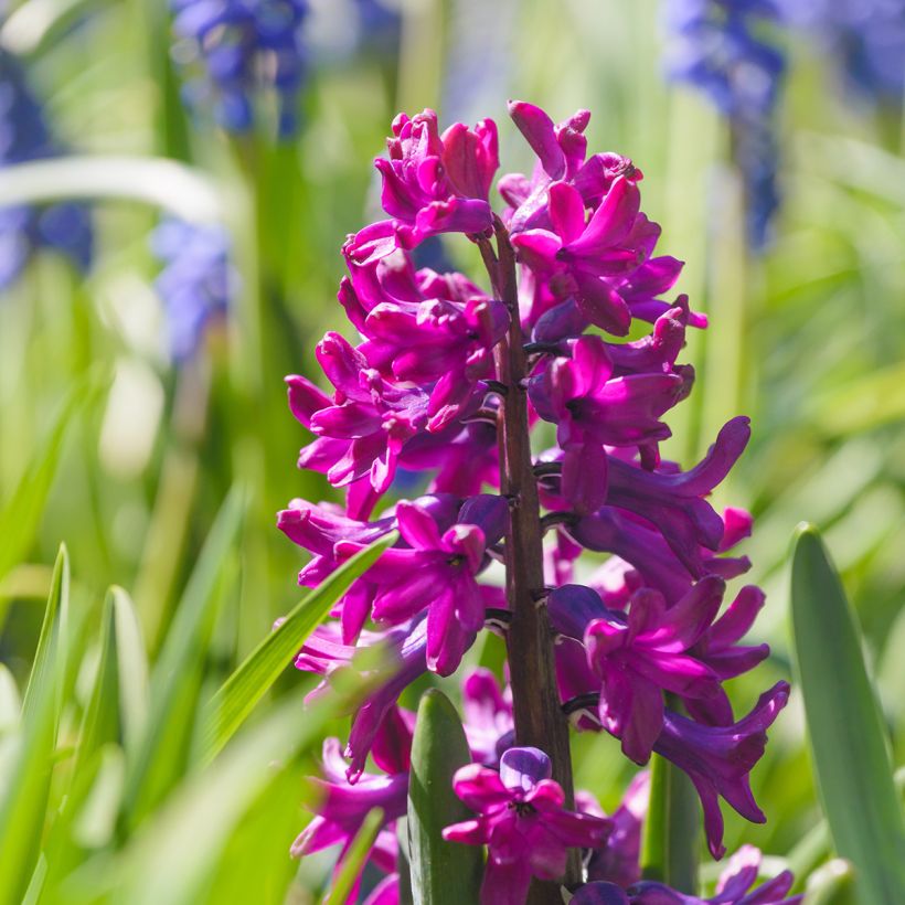 Jacinthe Woodstock (Floraison)