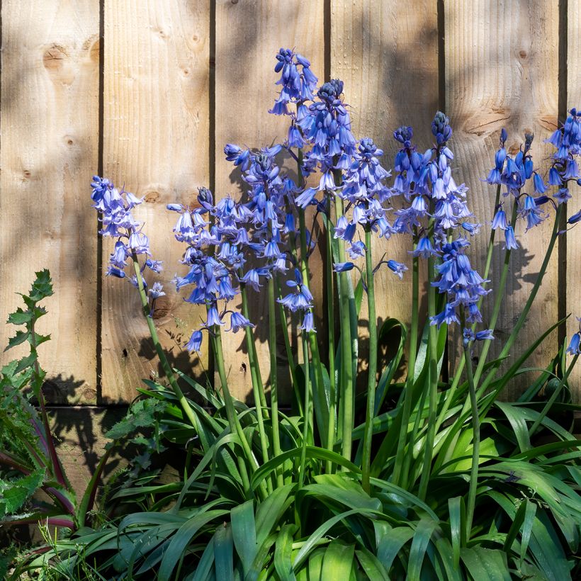 Jacinthe d'Espagne - Hyacinthoides hispanica (Port)