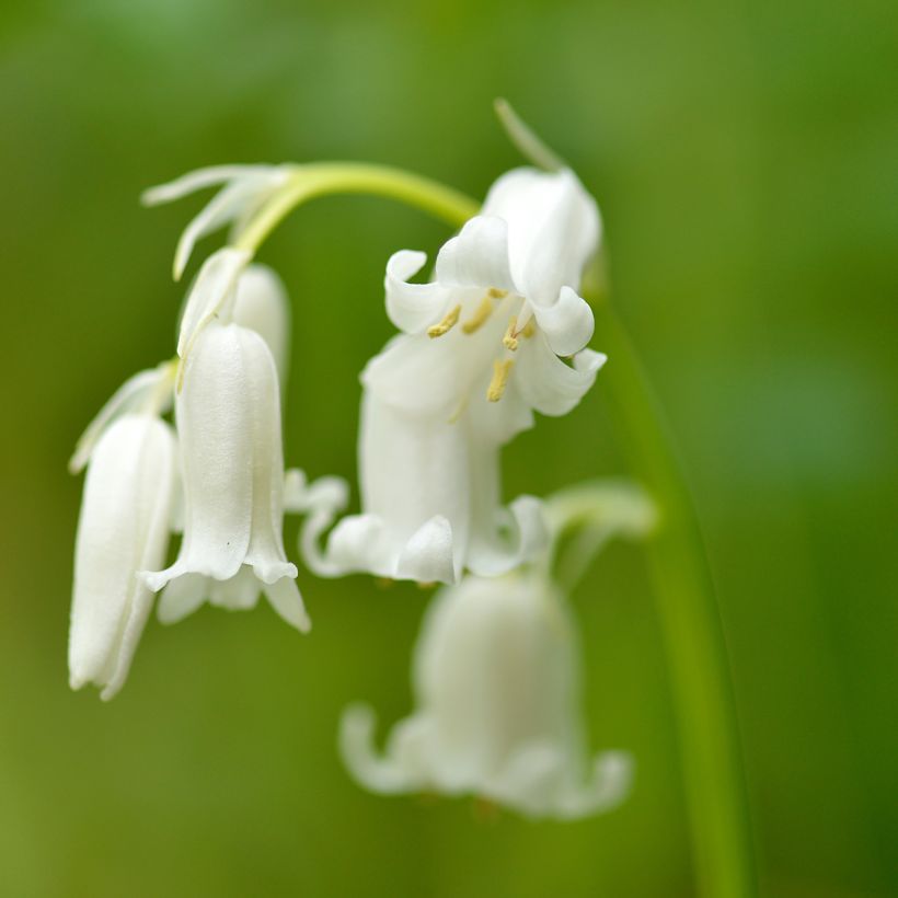 Jacinthe d'Espagne blanche - Hyacinthoides hispanica Alba  (Floraison)