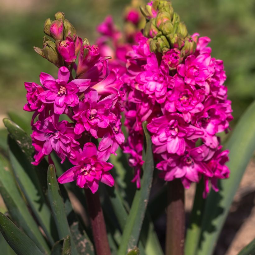 Jacinthe double Red Diamond (Floraison)