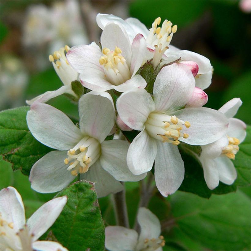 Jamesia americana (Floraison)