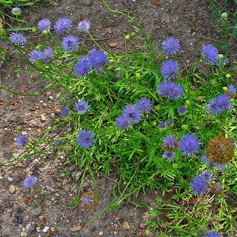 Jasione laevis Blaulicht - Jasione lisse (Port)