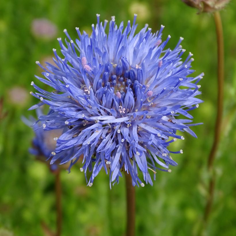 Jasione laevis Blaulicht - Jasione lisse (Floraison)