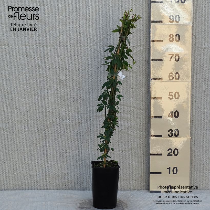 Spécimen de Jasmin - Jasminum humile Revolutum Pot de 3L/4L, Echelle tel que livré en hiver