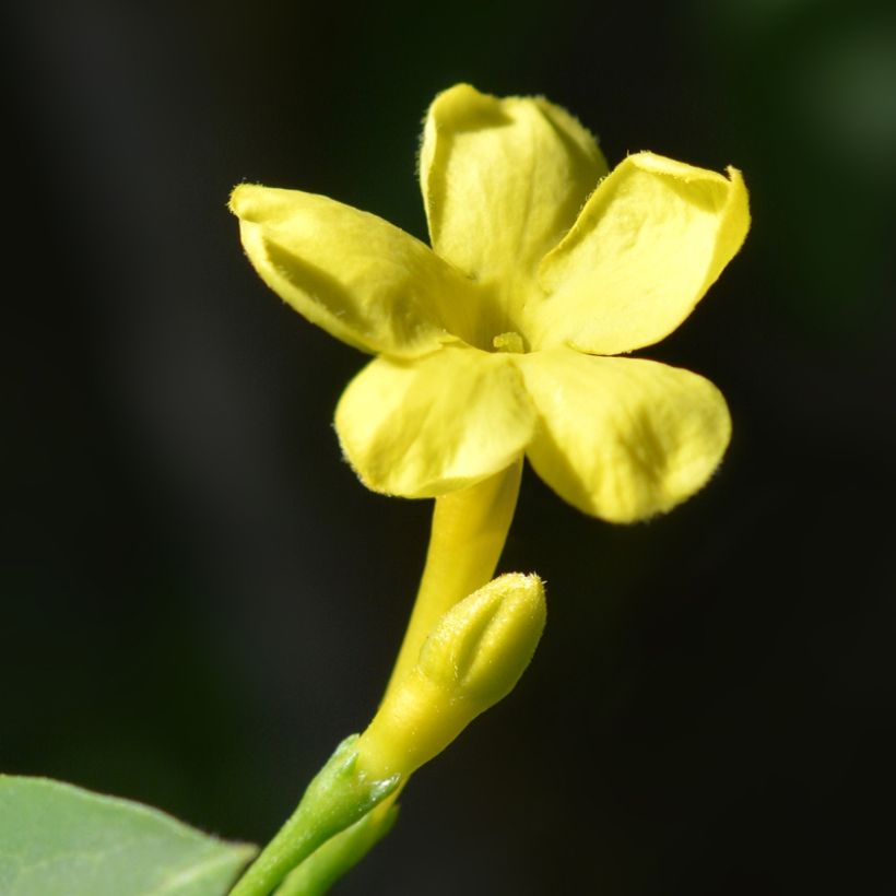 Jasmin - Jasminum humile Revolutum (Floraison)