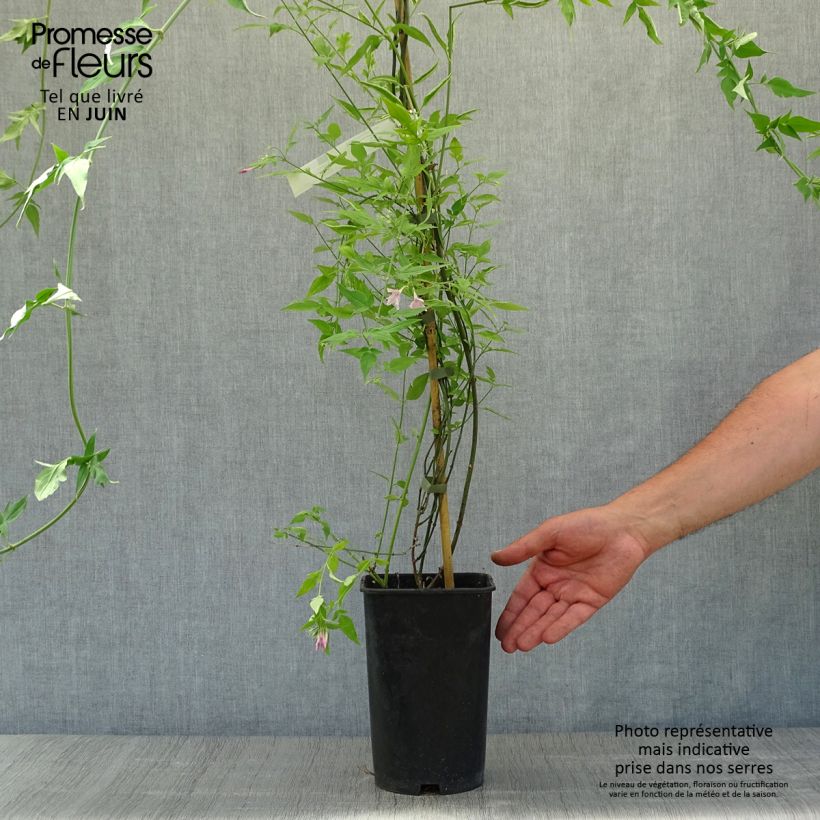 Spécimen de Jasmin - Jasminum stephanense Pot de 2L/3L tel que livré en été