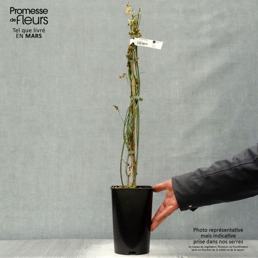 Spécimen de Jasmin - Jasminum stephanense en pot de 2-3L tel que livré au printemps