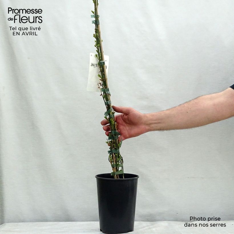 Spécimen de Jasmin d'hiver - Jasminum nudiflorum en pot de 2L/3L tel que livré au printemps