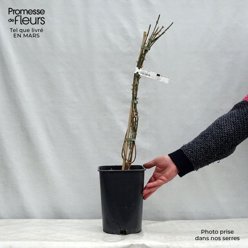Spécimen de Jasmin d'hiver - Jasminum nudiflorum en pot de 6l tel que livré au printemps