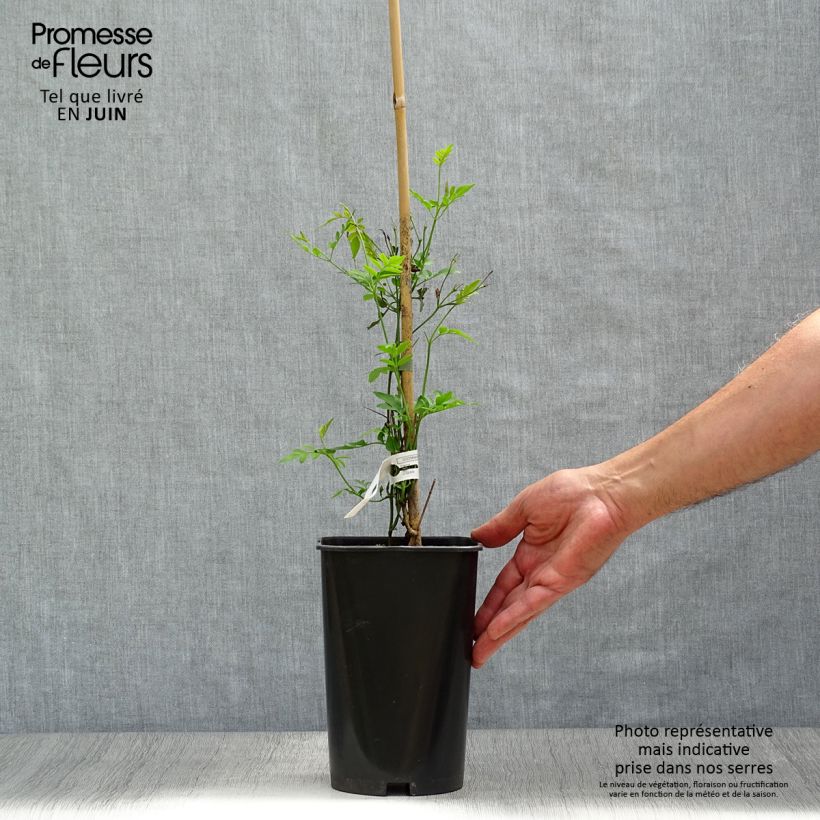 Spécimen de Jasmin d'Espagne - Jasminum grandiflorum Pot de 2L/3L tel que livré en été