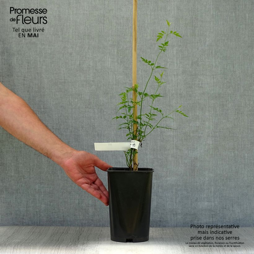 Spécimen de Jasmin d'Espagne - Jasminum grandiflorum Pot de 2L/3L tel que livré au printemps