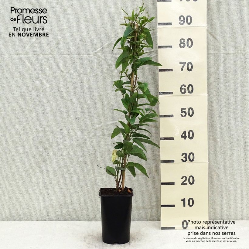 Spécimen de Jasmin de Virginie - Gelsemium sempervirens Pot de 2L/3L tel que livré en automne