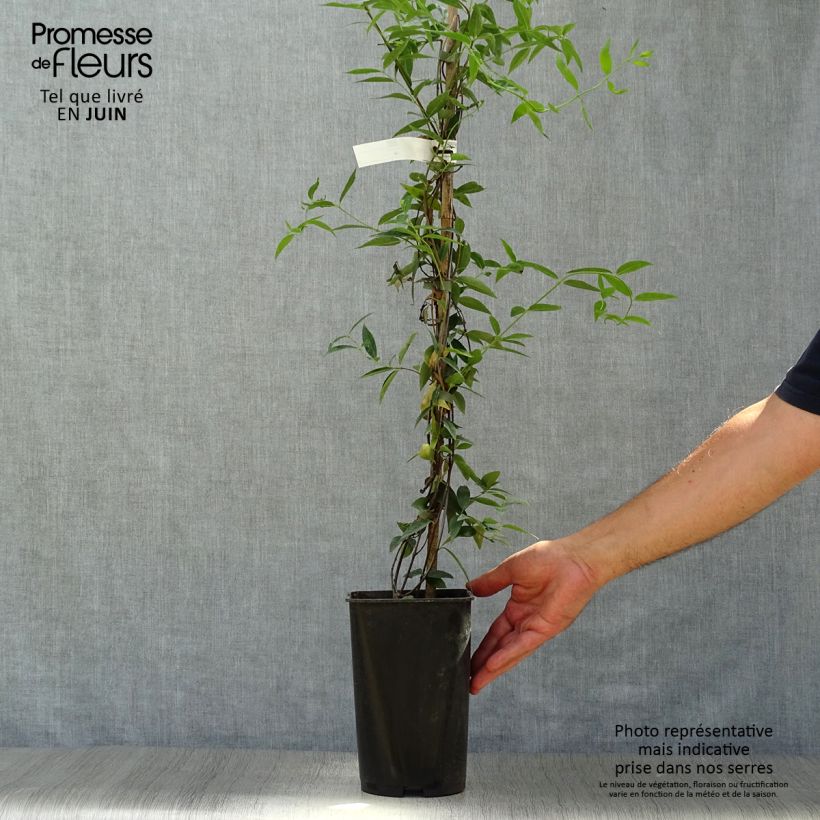 Spécimen de Jasmin de Virginie - Gelsemium sempervirens Pot de 2L/3L tel que livré en été