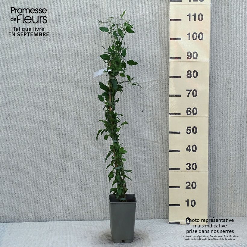 Spécimen de Jasmin des Açores - Jasminum azoricum Pot de 2L/3L tel que livré en été