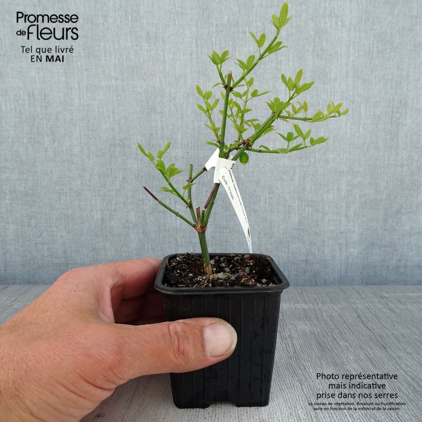 Spécimen de Jasmin d'hiver - Jasminum nudiflorum en godet de 9cm tel que livré au printemps
