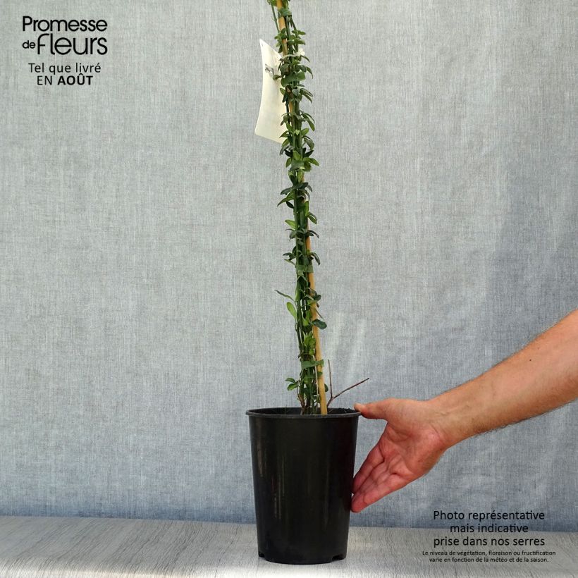 Spécimen de Jasmin d'hiver - Jasminum nudiflorum Pot de 2L/3L tel que livré en été