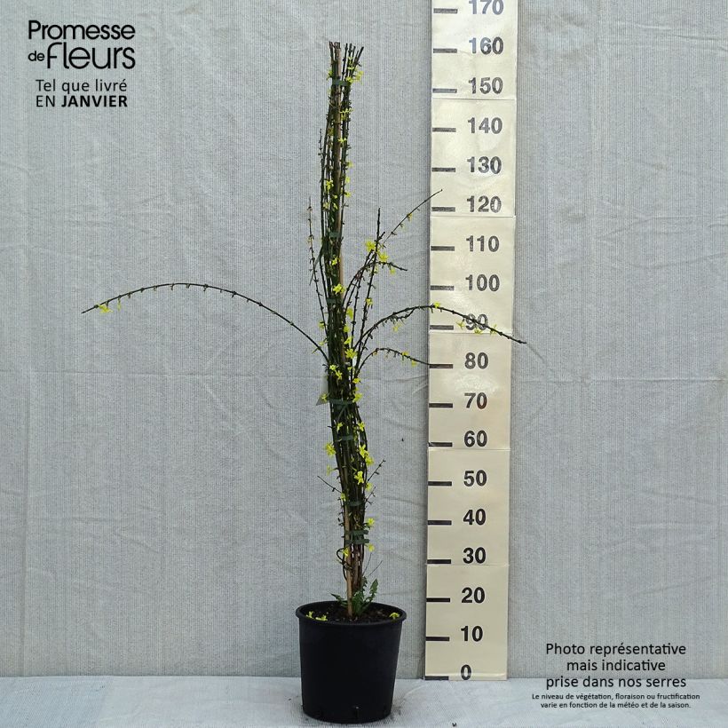 Spécimen de Jasmin d'hiver - Jasminum nudiflorum Pot de 7,5L/10L tel que livré en hiver