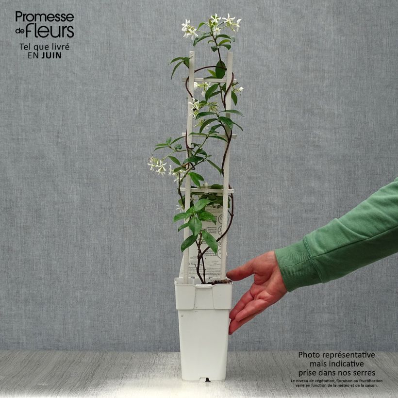 Spécimen de Jasmin étoilé - Trachelospermum jasminoïdes Star Of Venice Pot de 2L/3L tel que livré en été