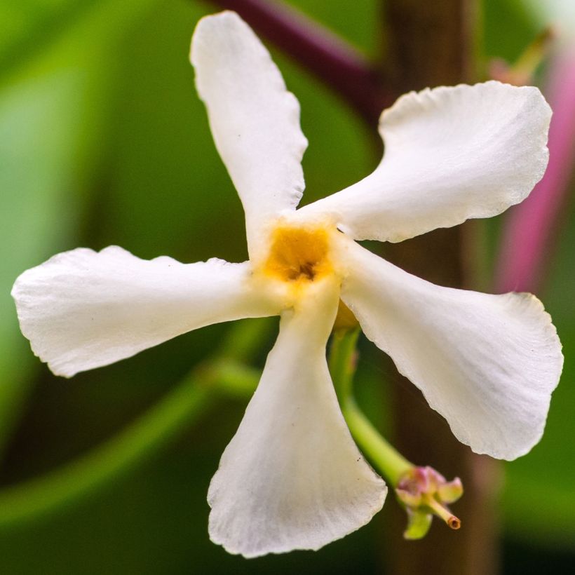 Jasmin étoilé - Trachelospermum jasminoides Waterwheel (Floraison)