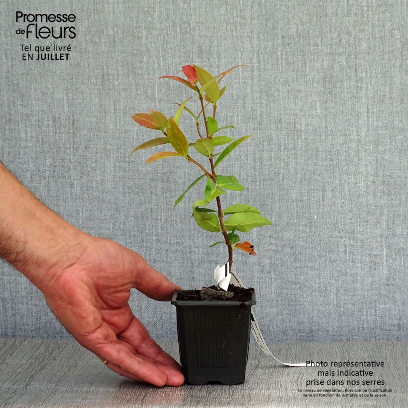 Spécimen de Jasmin étoilé - Trachelospermum jasminoides Godet de 8/9 cm tel que livré en été