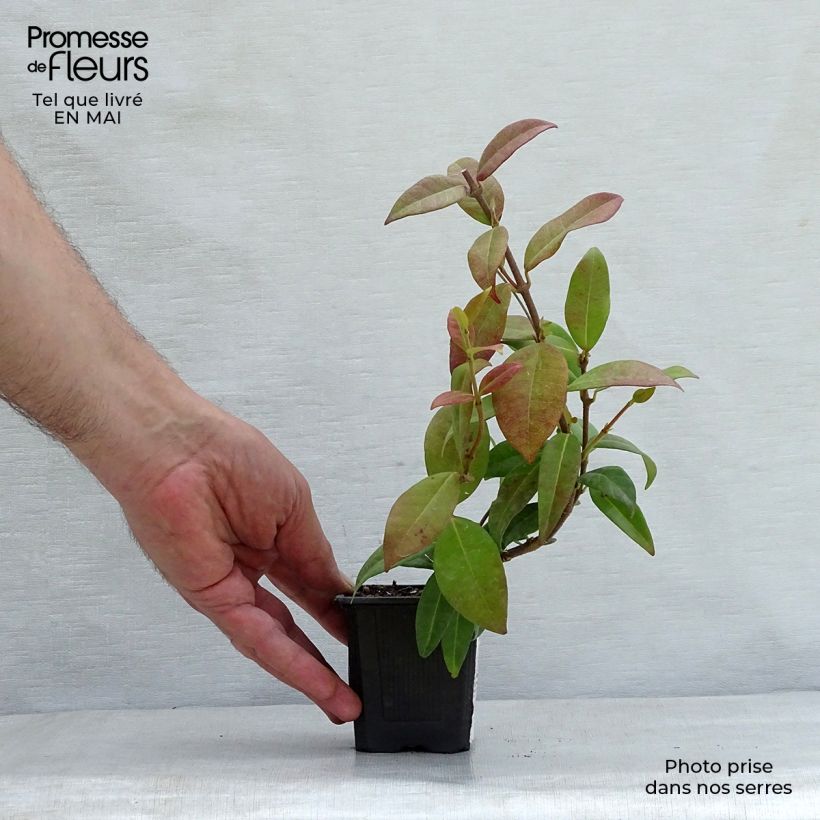 Spécimen de Jasmin étoilé - Trachelospermum jasminoides en godet tel que livré au printemps
