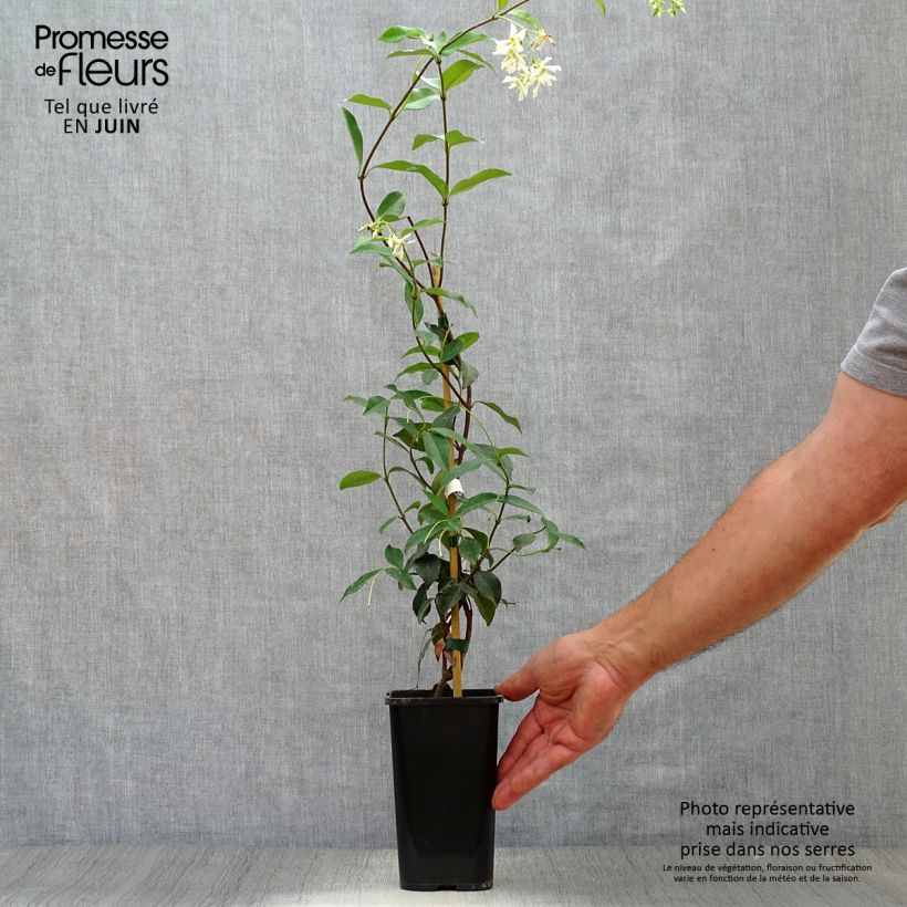 Spécimen de Jasmin étoilé - Trachelospermum jasminoides Pot de 1L/1,5L tel que livré en été