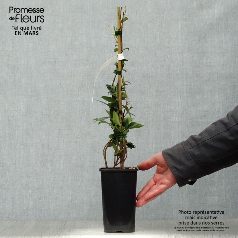 Spécimen de Jasmin étoilé - Trachelospermum jasminoides en pot de 1,5L tel que livré au printemps