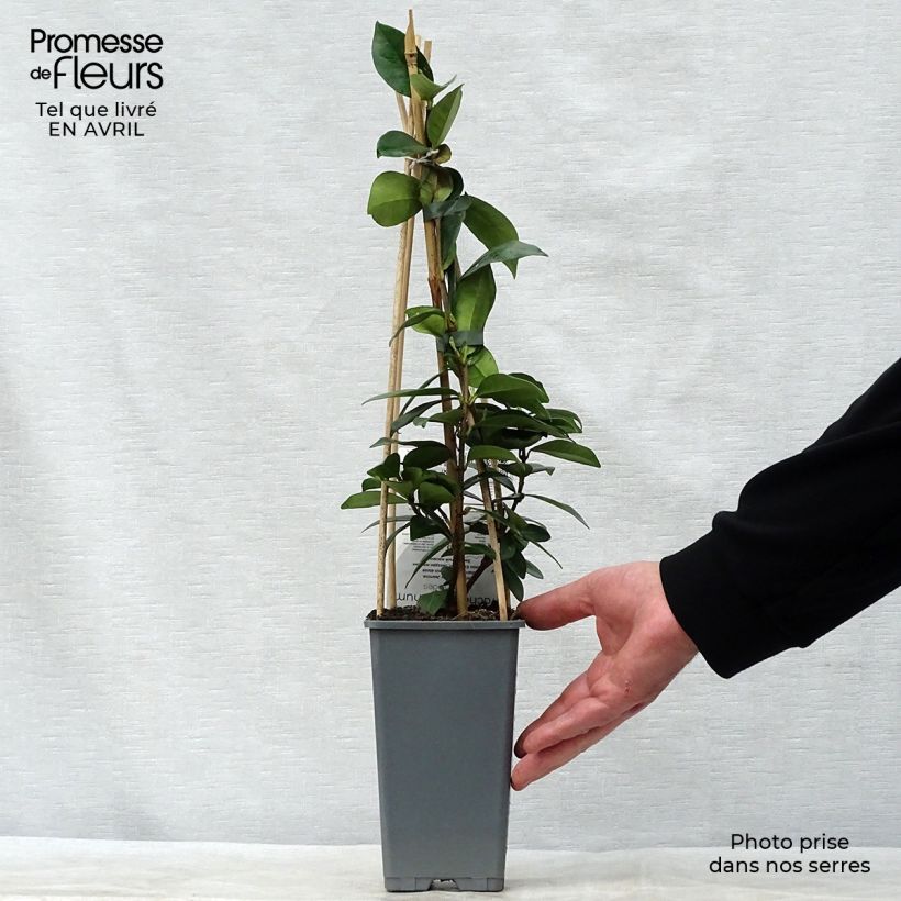 Spécimen de Jasmin étoilé - Trachelospermum jasminoides en pot de 2L/3L tel que livré au printemps