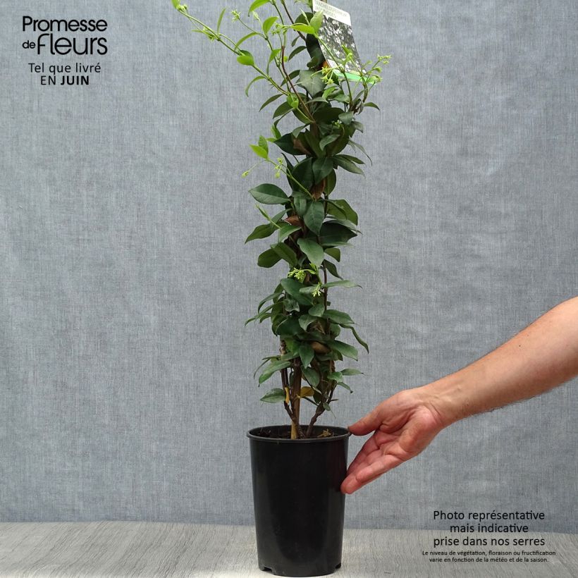 Spécimen de Jasmin étoilé - Trachelospermum jasminoides Pot de 2L/3L tel que livré en été
