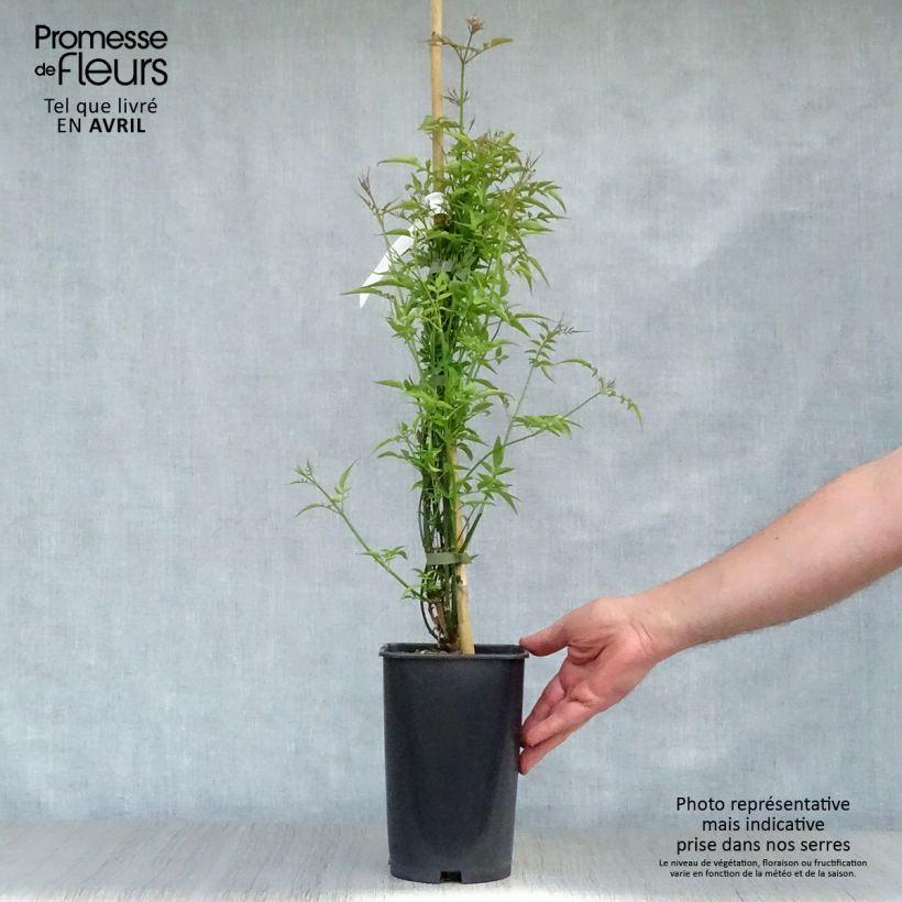 Spécimen de Jasmin officinal - Jasminum officinale en pot de 2/3L tel que livré au printemps
