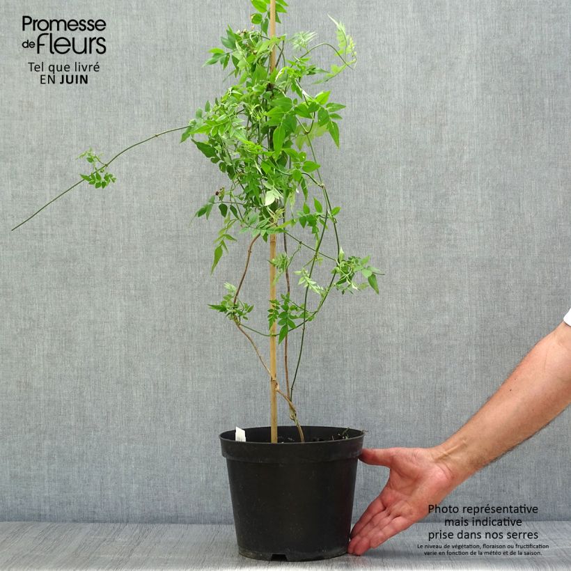 Spécimen de Jasmin officinal - Jasminum officinale Pot de 4L/5L tel que livré en été