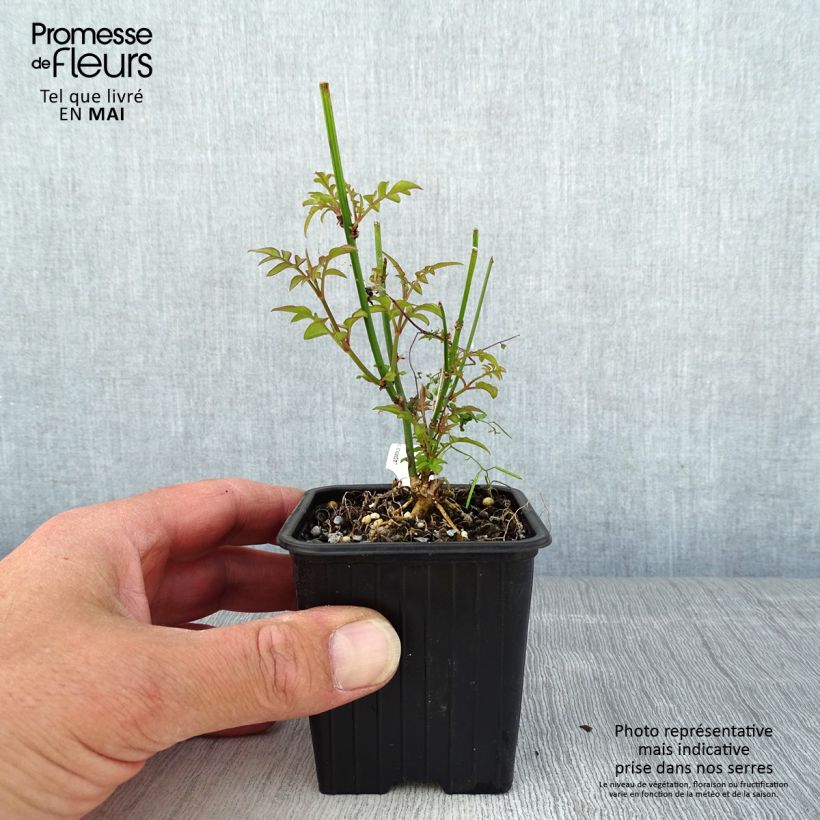 Spécimen de Jasmin officinal - Jasminum officinale livré en godet de 9cm tel que livré au printemps