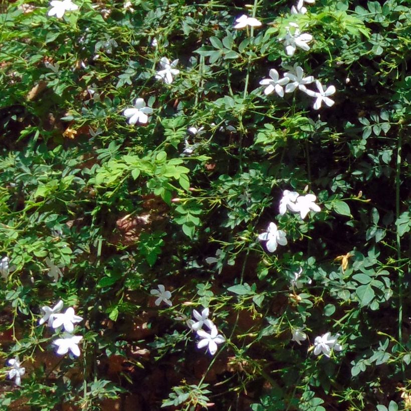 Jasmin des Açores - Jasminum azoricum (Feuillage)