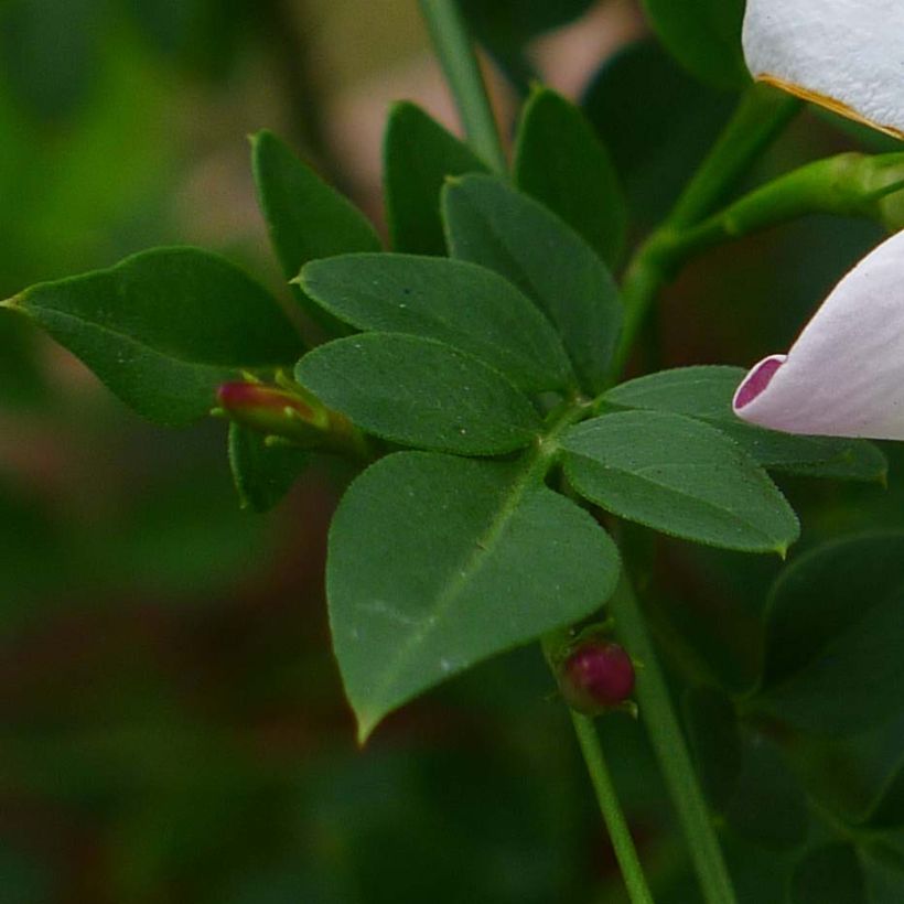 Jasmin d'Espagne - Jasminum grandiflorum (Feuillage)