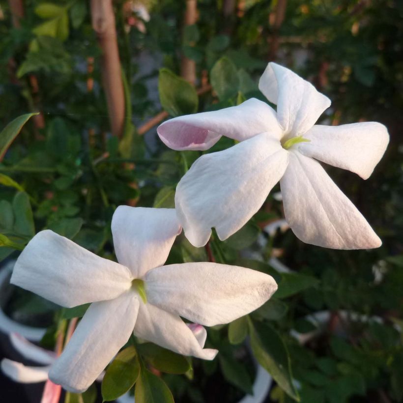 Jasmin d'Espagne - Jasminum grandiflorum (Floraison)