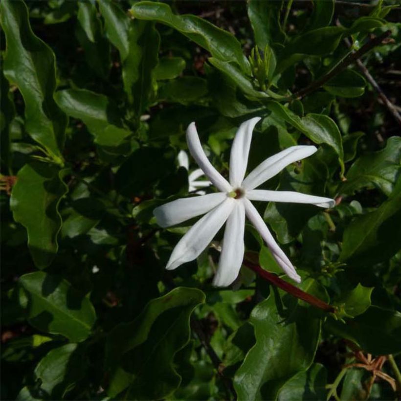 Jasmin sauvage étoilé - Jasminum multipartitum (Feuillage)