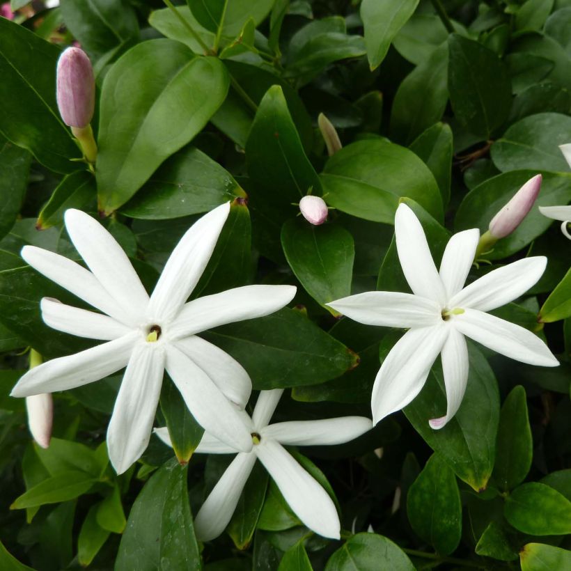 Jasmin sauvage étoilé - Jasminum multipartitum (Floraison)