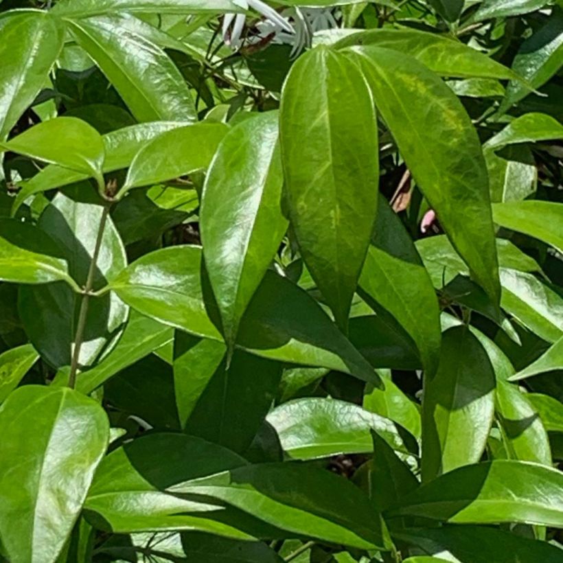 Jasminum nitidum - Jasmin  (Feuillage)