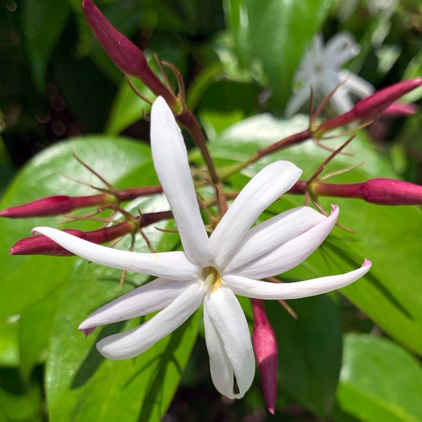 Jasminum nitidum - Jasmin  (Floraison)