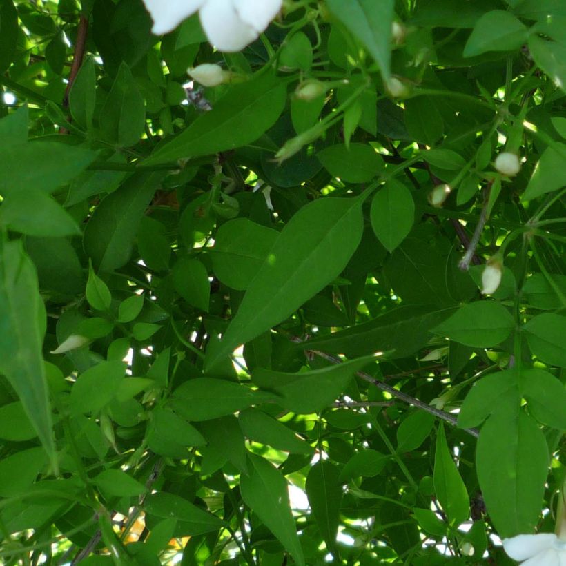 Jasmin officinal - Jasminum officinale (Feuillage)