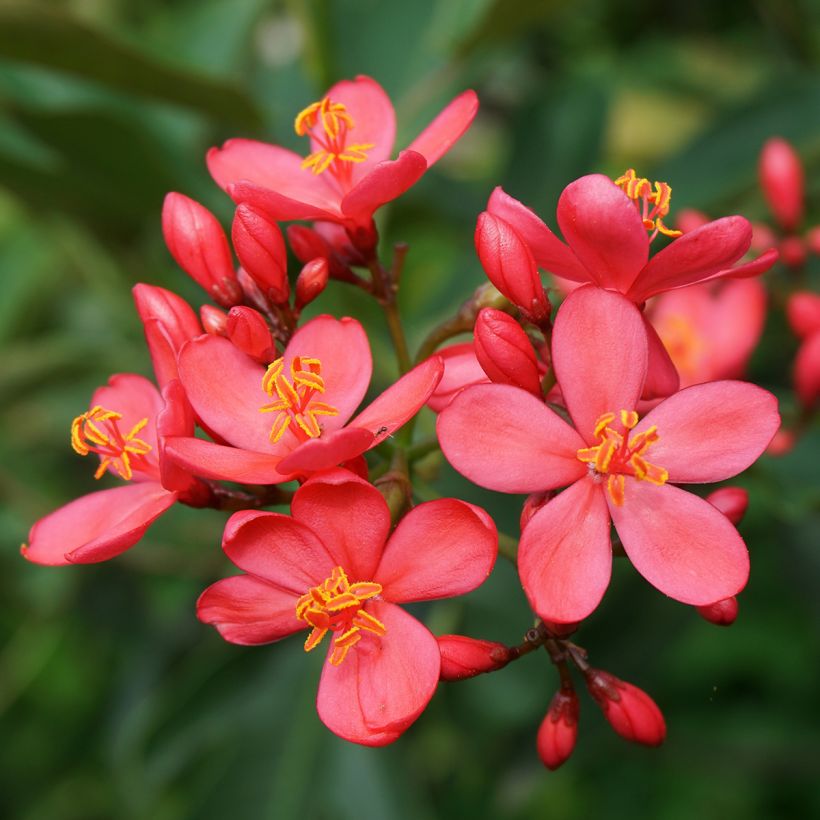 Jatropha integerrima - Jatropha fleur (Floraison)