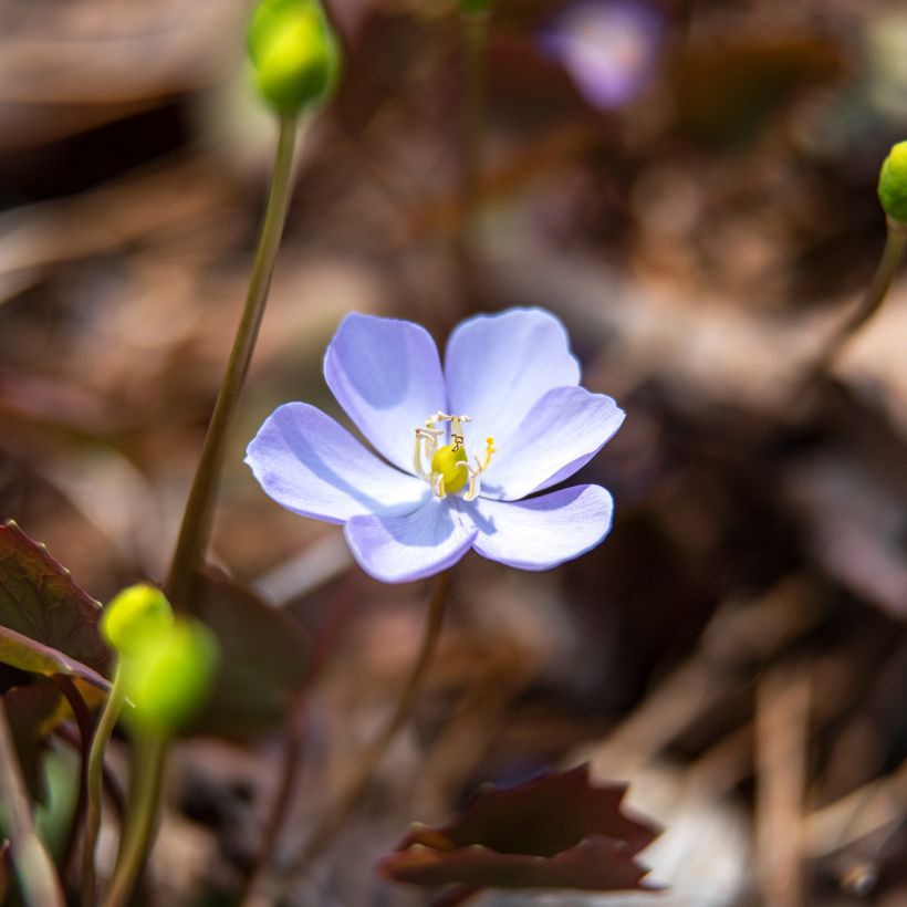 Jeffersonia dubia (Floraison)