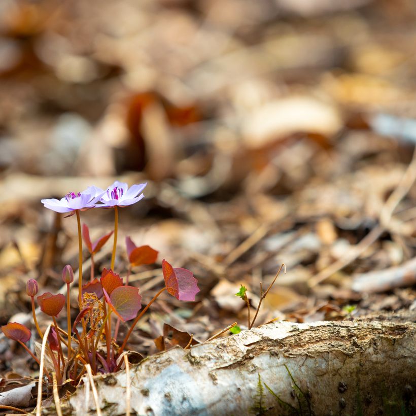 Jeffersonia dubia (Port)