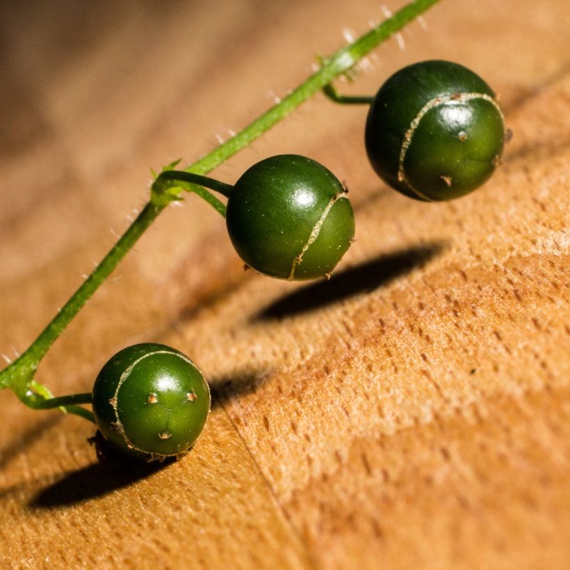 Jiaogulan - Gynostemma pentaphyllum (Récolte)