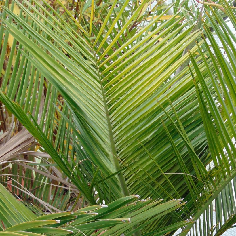 Jubaea chilensis - Cocotier du Chili (Feuillage)