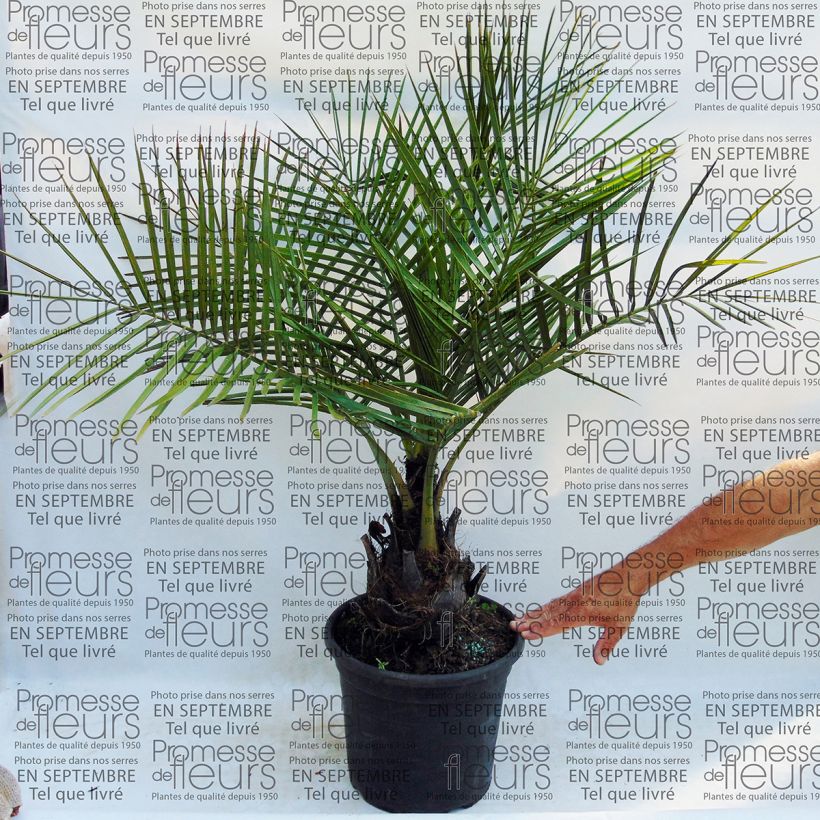 Exemple de spécimen de Jubaea chilensis - Cocotier du Chili Pot de 30L tel que livré