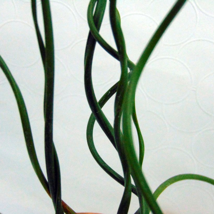 Juncus effusus Spiralis - Jonc spiralé (Feuillage)