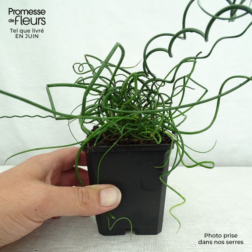 Spécimen de Juncus effusus Spiralis - Jonc spiralé Godet de 8/9 cm tel que livré en été