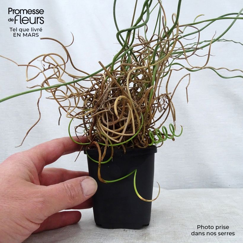 Spécimen de Juncus effusus Spiralis - Jonc spiralé en godet de 9 cm tel que livré au printemps